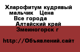 Хларофитум кудрявый мальчик › Цена ­ 30 - Все города  »    . Алтайский край,Змеиногорск г.